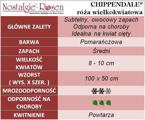 Chippendale róże wielkokwiatowe gł. zal